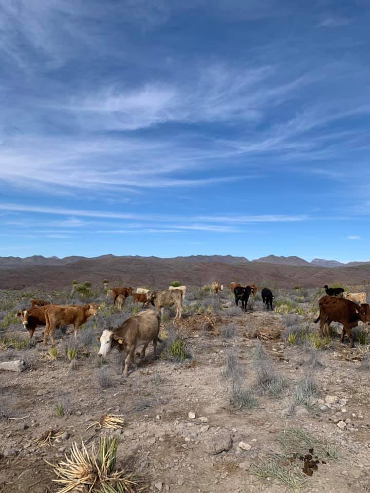 Debido a las extensas sequías por las que atraviesa el estado de Chihuahua, en los últimos años se ha vuelto indispensable la perforación de pozos en ranchos ganaderos. Por ello hemos participado con numerosos clientes para la ubicación de puntos de perforación con un razonamiento geológico y geofísico, así como también en la perforación de pozos. Obteniendo resultados muy eficientes para la obtención de pozos que van de 1 a 9 lps lo cual satisface esta necesidad ganadera.